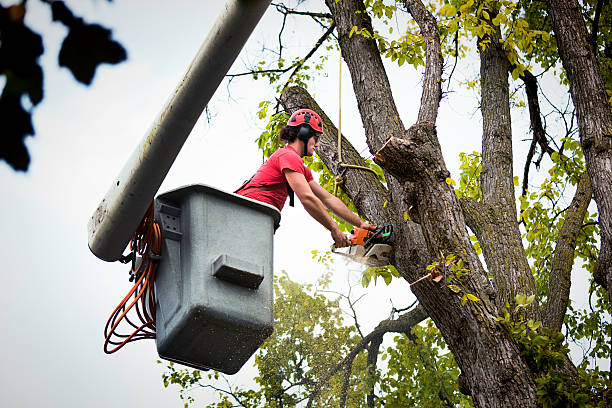 Leaf Removal in Heritage Lake, IN